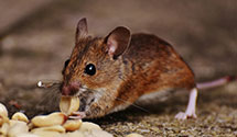 24 Hour & Emergency Exterminators in Glenwood Springs, CO